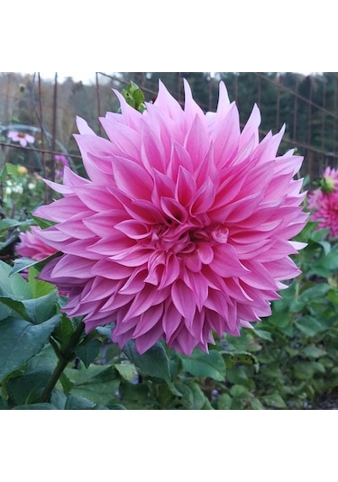 Cafe Au Lait Rose Dahlia Yıldız Çiçeği Yumrusu 1 Adet