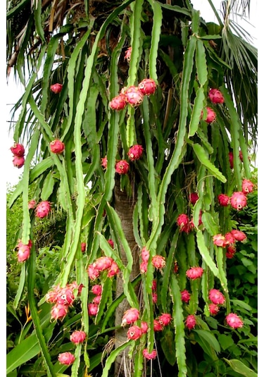 Ejder Meyvesi Ağacı Fidanı Kırmızı 3 Adet 15 Cm Köksüz Çelik Saks