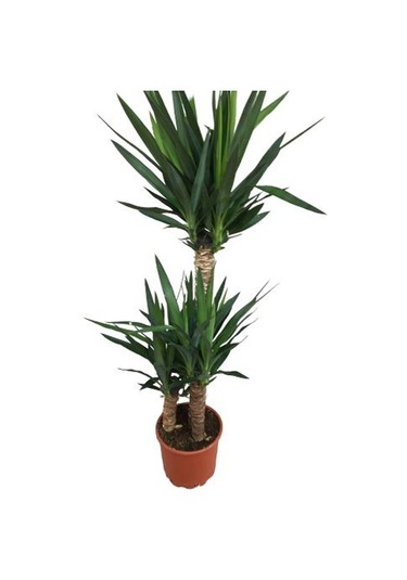 3 Lü Üçlü Yukka Bitkisi 140-150 Cm Uzunluğunda