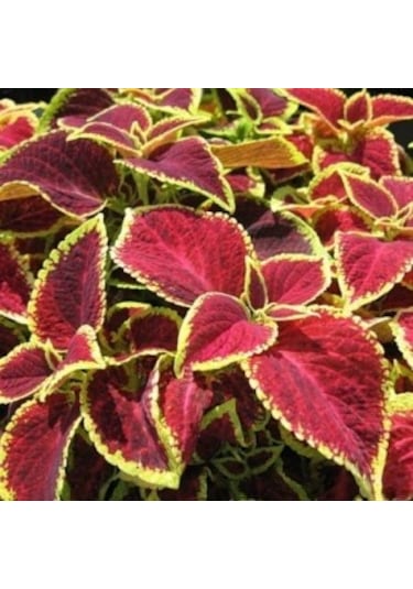 Saksı Çiçek Gübresi 1 KG Sıvı Organik Gübre (Sebze/Meyve Için)