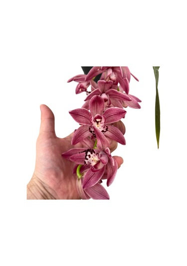 Cymbidium Cascade 'anisa' Simbidyum Orkide