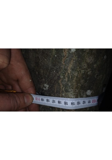 Kayın Ağacı Tomruk - Kütük - Boy 72cm Çapı 100-140 Cm 72x110