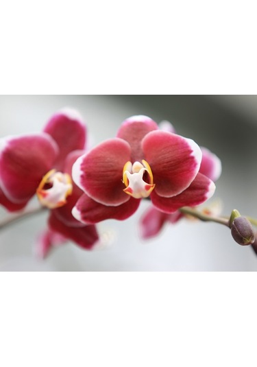 100 Adet Orkide Tohumu + 10 Adet Hollanda Gülü Tohumu N117041