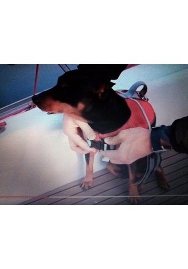 Lalizas Köpek & Kedi Can Yeleği