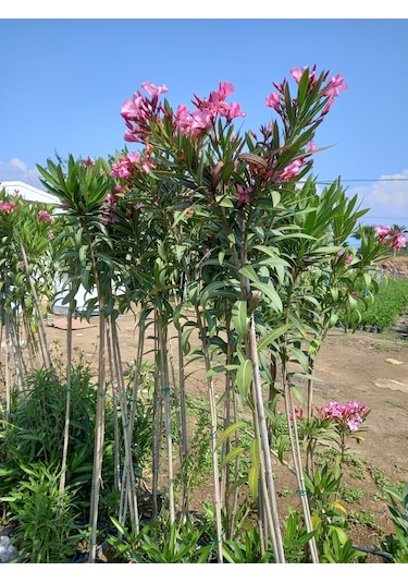 Tijli Pembe Zakkum Ağacı 1,70-200 Cm. Nerium Oleander