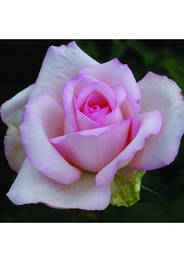 Yediveren Tüplü Aşılı Princess Pembe Gül Fidanı