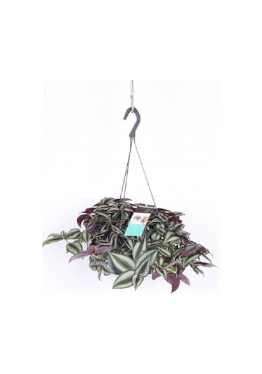 Telgraf Çiçeği Askılı Saksı Tradescantia Zebrina Çiçeği