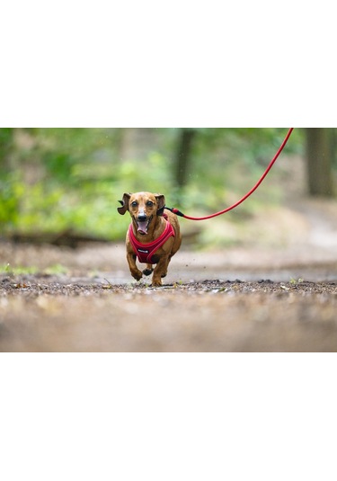 Beeztees Köpek Göğüs Tasması, Neopren, Kırmızı, Xs, 30-35cm Çok Renkli