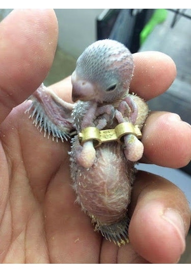 Kuşlar İçin Çarpık Bacak Kelepçesi 4 Mm