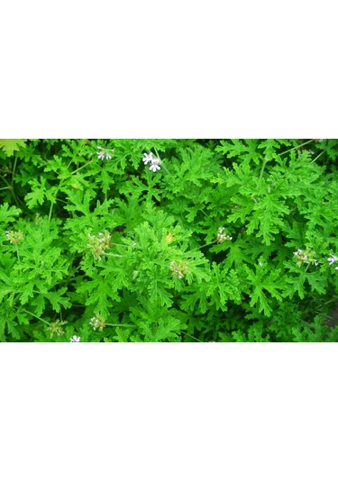 Itır Çiçeği 10 Adet - Pelargonium Graveolens