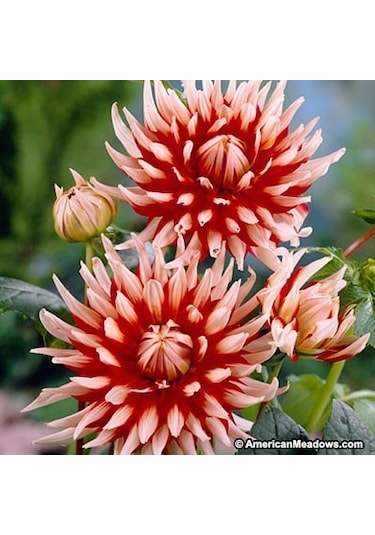 Hollanda'Dan İthal Yıldız Çiçeği Dehlia Çiçeği Tohumu 25 To