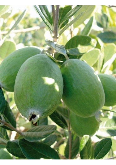 Feyko Feıjoa Kaymak Ağacı Fidanı 70-100 Cm Meyve Verme