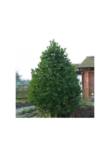 Bonsai Defne Ağacı Tohum Tropikal Ağaç Tohumları 2 Adet Tohum