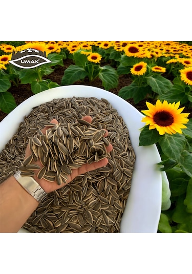 Umak Çerezlik Siyah Çiğ Ay Çekirdeği 5 KG