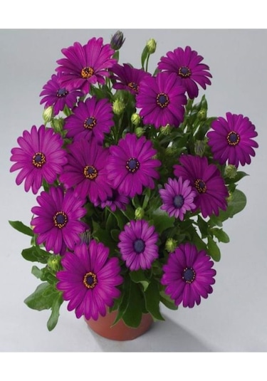 Mor Bodrum Papatyası Çiçeği 1 Adet Saksılı 20-40cm Teras Bitkisi Dimorphotheca Ecklonis