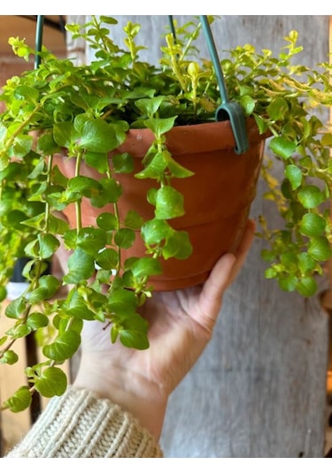 Lysimachia Nummulari Altın Kolye Çiçeği Sarı Çiçekli 30-40cm 1 Adet Saksılı