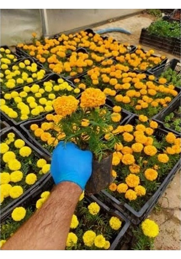 2adet Kadife Çicegi Fidesi 15-30cm Dikime Hazir Sari Ve Turun