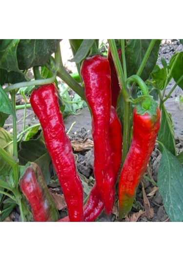 Meşhur Adana Salçalık Biber Tohumu Ekim Seti 15 Tohum Saksı Toprak Kombin