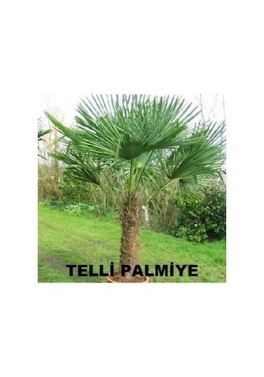 Telli Palmiye Tohumu - Trachycarpus Fortunei 10 Adet Tohum