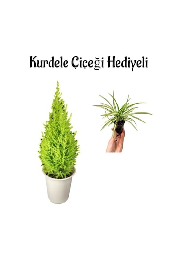 Limon Kokulu Limon Çamı Sevgililer Gününe Özel Kurdele Çiçeği Hediyeli