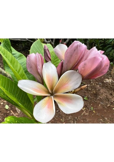 Karışık Renklerde 5 Adet Plumeria Tohumu
