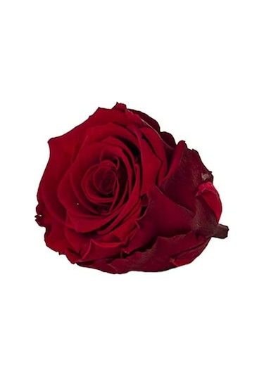 Rose Amor red-01 KOYU KIRMIZI şoklanmış solmaz gül XL