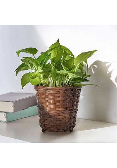 Bambu Saksı, Kahverengi, 15 Cm 3 Adet