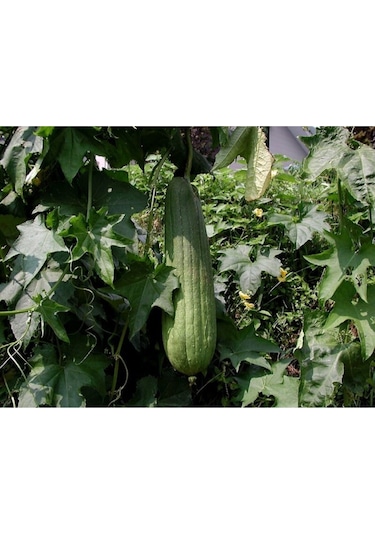 Lif Kabağı Tohumu 10 Adet