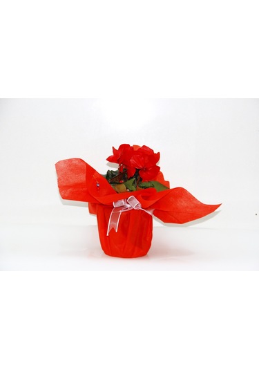 Kırmızı Siklamen Çiçeği - Yılbaşı Çiçeği Hediyelik