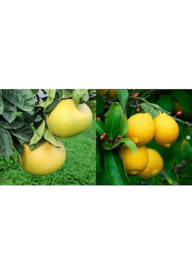 Tüplü Aşılı Yediveren Limon+Şadok Ağaç Kavunu 1-2 Yaş 90-110Cm