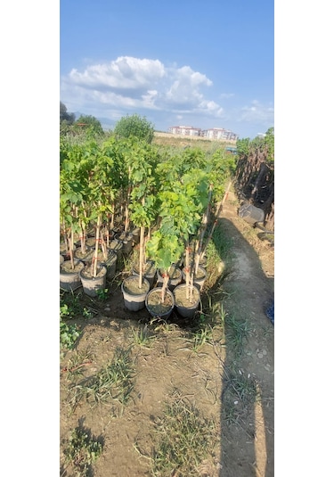 Sultaniye Çekirdeksiz İzmir Üzümü Asma Fidanı