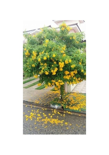 Sarı Acem Borusu Ağacı Tohumu[5 Adet Tohum]