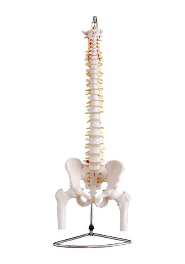Omurga ve Kalça Modeli (Pelvisli ve Femur Başlı Omurga Modeli)