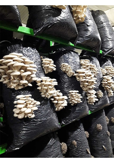 İstiridye Kavak Mantarı Tohumu Mantar Tohumu 1 Kg