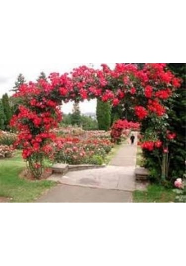 Kırmızı Yediveren Sarmaşık Gül Fidanı 15-25 Cm