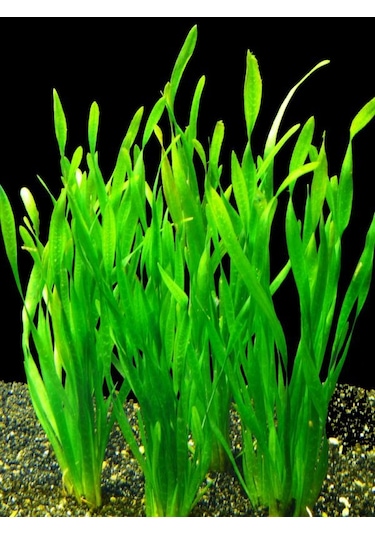 Dev Saz Vallisneria 1 Saksı Akvaryum Bitkisi Akvaryum Bitkileri 1 Bağ-Saksı