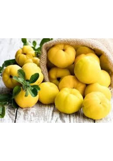 Taze Ayva 330-500 Gr Arası