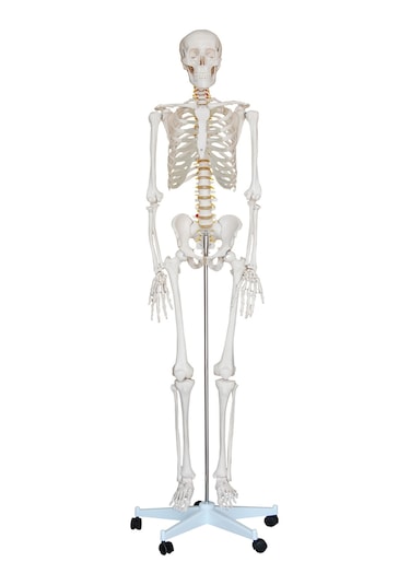 İSKELET MAKETİ 180 CM, İNSAN İSKELETİ