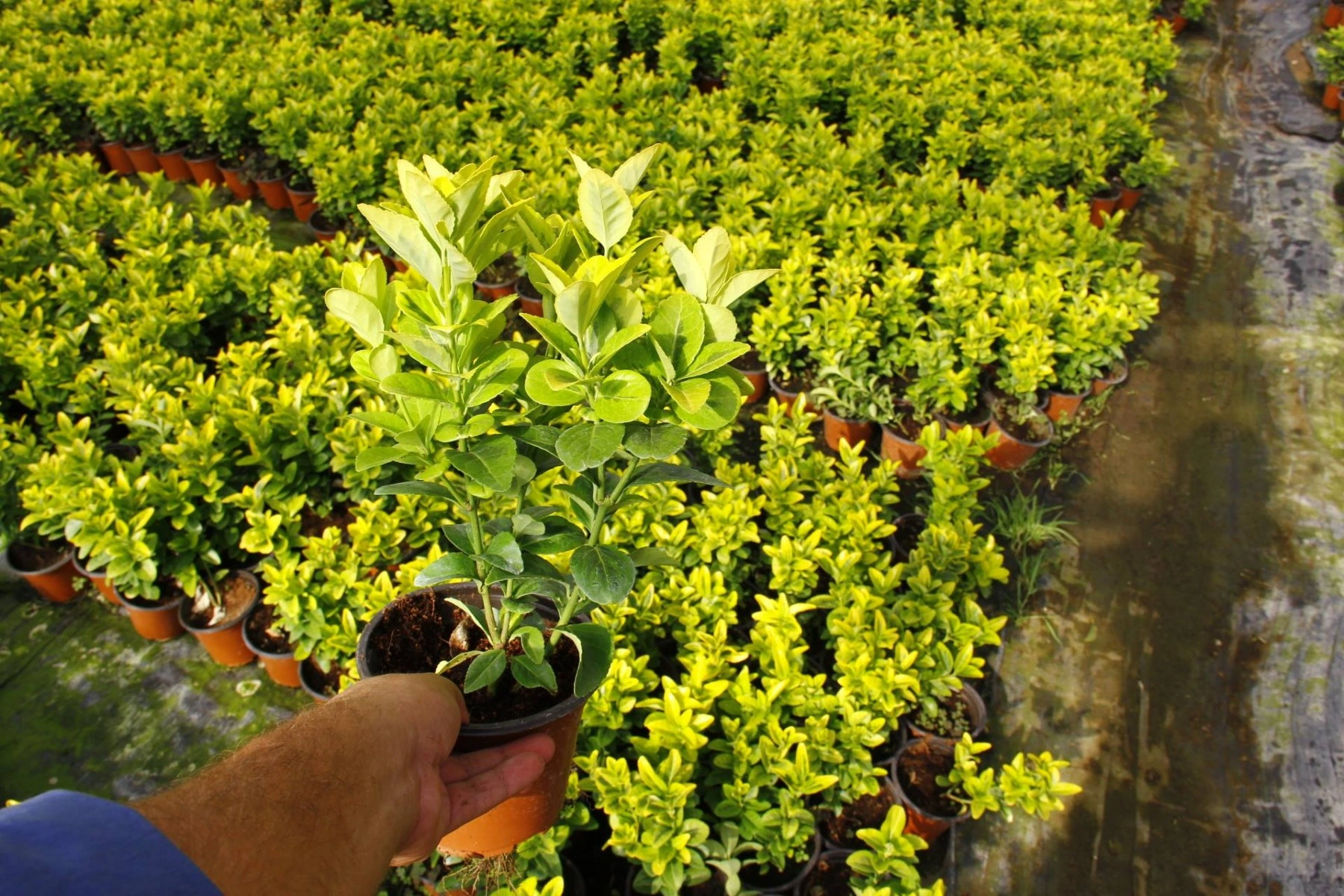 Mezar - Kabir Bitki Seti - 60 Adet 2 Çeşit Kalıcı Bitki Sarı Gol