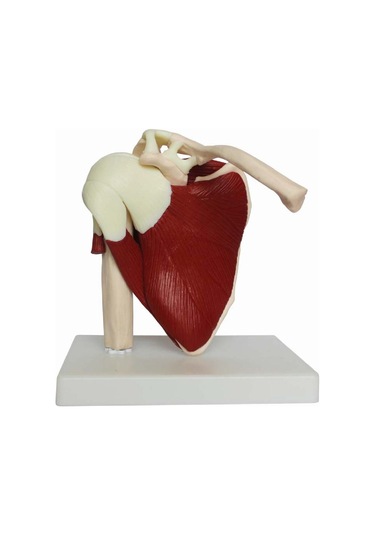 Kaslı Omuz Eklemi Modeli