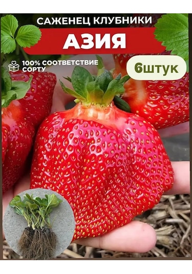 Erkenci Asya Çilek Fidanı 6 Adet Saksıd