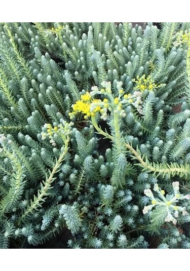 Sedum Reflexum 'blue Spruce' - 5 Adet Yer Örtücü Sukulent