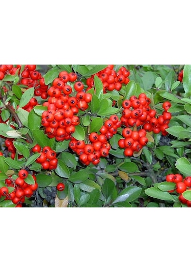 Kırmızı Bodur Ateş Dikeni Fidanı Tüplü