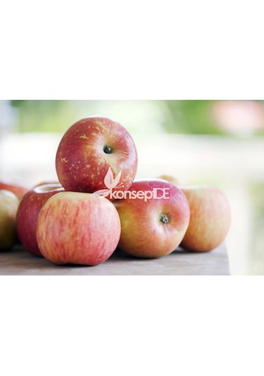 Elma Fuji Fidanı N11.670