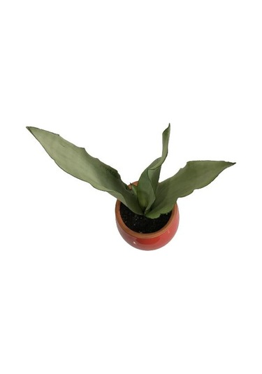 Dekoratif Toprak Saksıda Sansevieria Moonlight Sanseverya 35cm