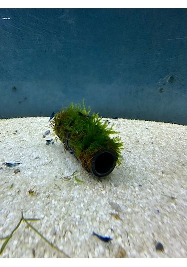 Canlıpetshop Y-moss Sarılı Tüp Tekli Karides Üretim Tüpü Yuvası ve Akvaryum Dekoru