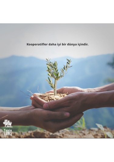 Tariş 1915 Naturel Sızma Zeytinyağı 3 x 2 L