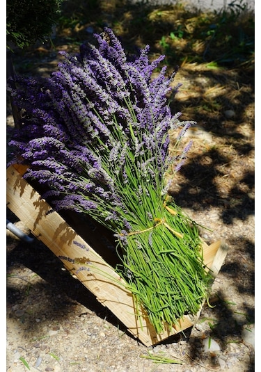 Ingiliz Lavanta Tohumu Lavandula Angustifolia