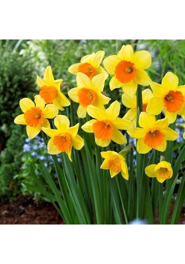 Love Day Nergis Soğanı 4 Adet