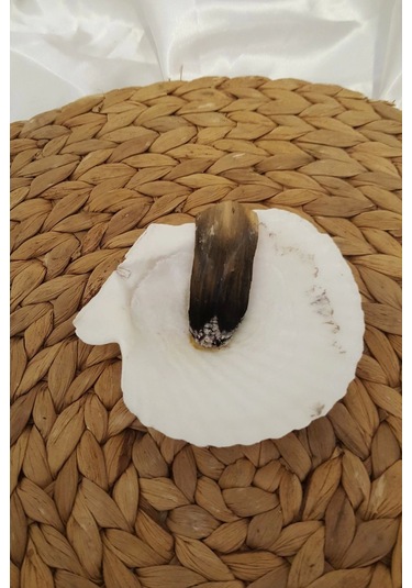 Palo Santo Nazar A Doğal Tütsü Pala Santo 2 Adet Ağaç Tütsü İstiridye Palosanto Luk İle Beraber Hex